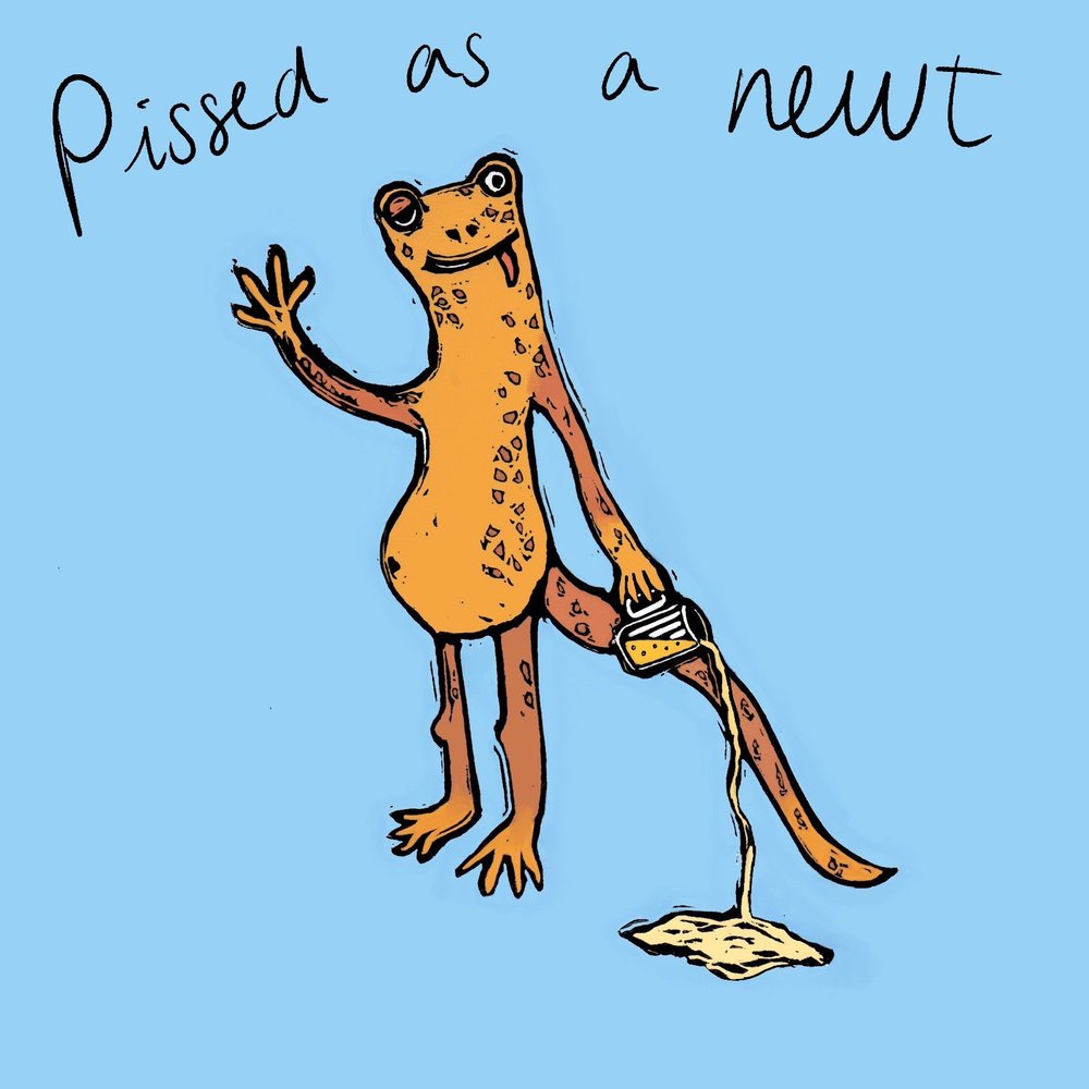 Pissed as a Newt greeting card